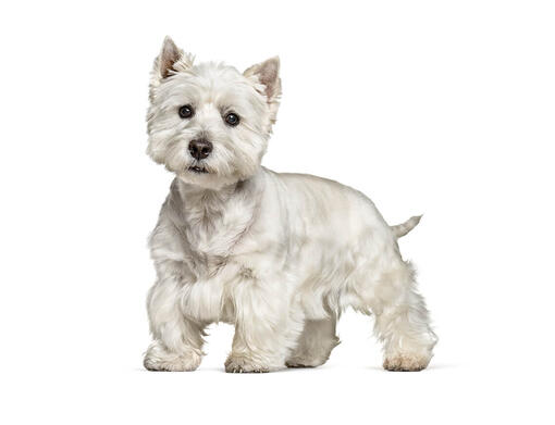 West highland hotsell way terrier